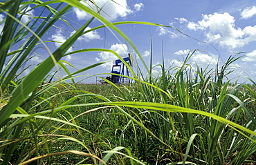 Caribbean, West Indies, Barbados, Sugar Cane Fields And Oil Well At Work