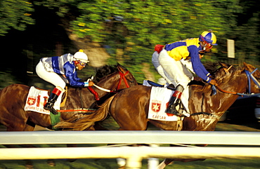 Caribbean, West Indies, Barbados, Bridgetown, Savannah Garrison Ancient British Barracks, Horses Races, The Yearly Grand Derby