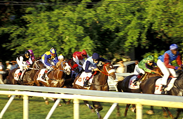 Caribbean, West Indies, Barbados, Bridgetown, Savannah Garrison Ancient British Barracks, Horses Races, The Yearly Grand Derby