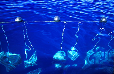 French Polynesia, Tuamotus Archipelago, Black Pearls Farm