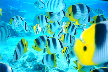 French Polynesia, Tuamotus Archipelago, Rangiroa At Oll, Undermarine View Of Small Clowns Lagoon Fishes