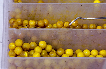 French Polynesia, Tuamotu Archipelago, Black Pearl Farm, Rangiroa, The Plastic Balls Used For Grafting 