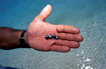 French Polynesia, Tuamotus Archipelago, Black Pearls Farm, Takapoto At Oll, Norbert Farii Hold In Hand A Few Pearls Just Cropped