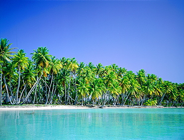 French Polynesia, Tuamotu Archipelago, Takapoto At Oll, Palms Lining The Lagoon