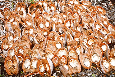 French Polynesia, Marquesas Archipelago, Nuku-Hiva Island, Drying Coconuts (Copra)