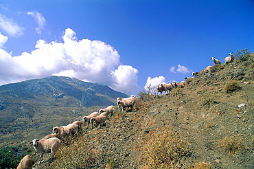 Greece, Crete, Herd Of Sheep Getting Down A Hill