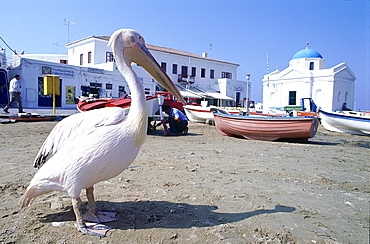 Greece, Cyclades, Mykonos Island, One Of Two Famous Pelicans