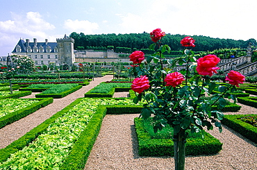 France, To Uraine Val-De-Loire, In Dre-Et-Loire, Villandry Renaissance Castle, The Famous Classical Gardens A La Francaise (French Style)