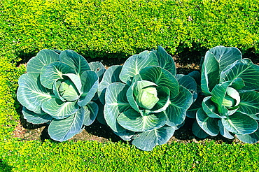 France, To Uraine Val-De-Loire, In Dre-Et-Loire, Villandry Renaissance Castle, The Famous Classical Gardens A La Francaise (French Style), Close Up Of A Cabbages Row