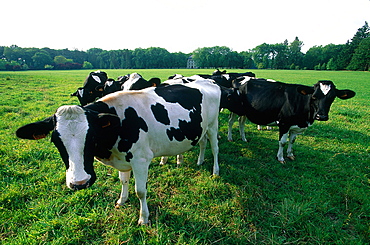 France, To Uraine Val-De-Loire, In Dre-Et-Loire, Cows Grazing In A Field Near Richelieu