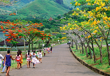 French Polynesia, Marquesas Archipelago, Nuku-Hiva Island, Taiohae, Blossoming Flamboyants Lining The Main Village Road