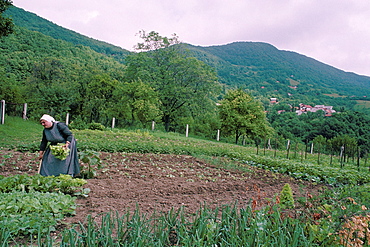 Woman in vegetable patch, view from the Pljesivica Vine Road, Zagreb area, Croatia, Europe