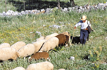 Shepherd, Andalucia, Spain