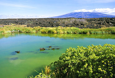 Punta Moreno, Isabella Island, Galapagos, UNESCO World Heritage Site, Ecuador, South America