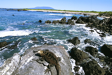 Urbina Bay, Isabella Island, Galapagos, UNESCO World Heritage Site, Ecuador, South America