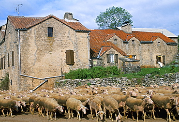 Flock of sheep, Causse Noir, Roquefort region, Aveyron, France, Europe