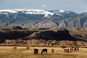 Grey Bull, Wyoming, United States of America, North America