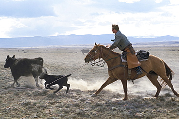 Lassooing calf, Wyoming, United States of America, North America