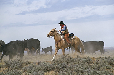 Calf tagging, Wyoming, United States of America, North America