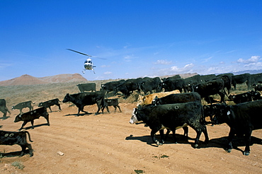 Cattle drive with helicopter, Wyoming, United States of America, North America