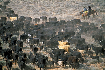 Aerial view of cattle drive, Wyoming, United States of America, North America