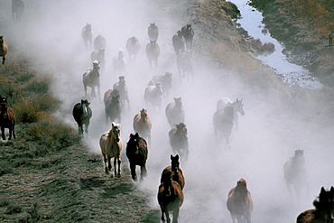 Horse ranch, Wyoming, United States of America, North America