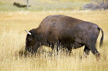 Buffalo, Yellowstone National Park, UNESCO World Heritage Site, Wyoming, United States of America, North America