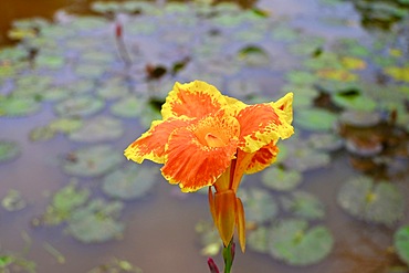 Iris and lily pads on lake, Vietnam