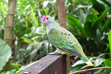 Fruit Dove at Tarronga Zoo
