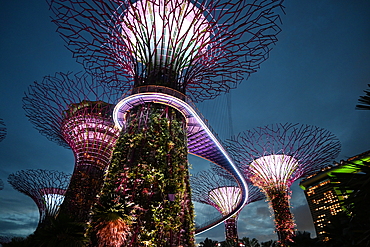 Super Trees in Gardens by the Bay