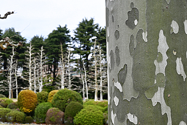 Tree bark and bushes in Shinjuku Gyoen National Garden