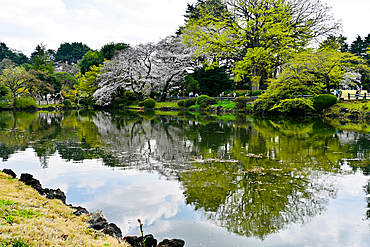 Lake and reflections in Shinjuku Gyoen National Garden