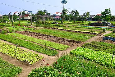 Tra Que Village herb garden