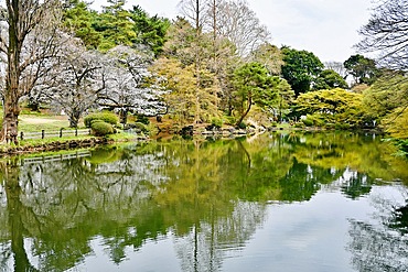 Blossom and trees reflected in lake in Shinjuku Gyoen National Gardens
