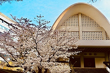 White blossom and Taisō-ji in Shinjuku