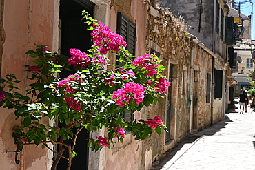 Bougainvillea on narrow street, Corfu Old Town