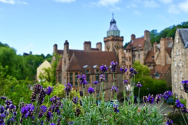 Lavender and old buildings, Dean village, Waters of Leith