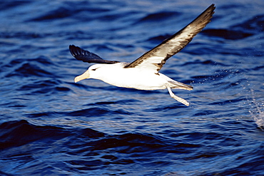 Black-browed albatross flying, Francisco Coloane Marine Reserve, Magallanes, Patagonia, Chile, South America