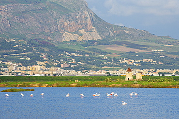 Pink flamingos at salt pans, Trapani, Sicily, Italy, Europe