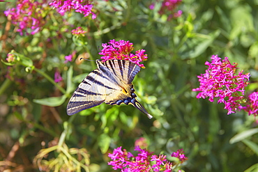 Scarce swallowtail butterfly (Iphiclides podalirius) flying over flowers, Vernazza, Cinque Terre, Liguria, Italy, Europe