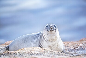 Southern elephant seal (Mirounga leonina) female resting on a sandy beach, Sea Lion Island, Falkland Islands, South America