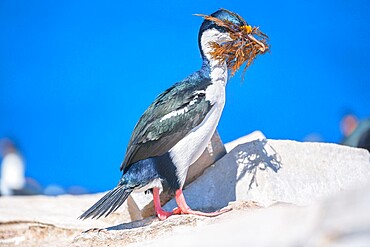 Imperial shag (Leucocarbo atriceps) carrying nesting material, Sea Lion Island, Falkland Islands, South America