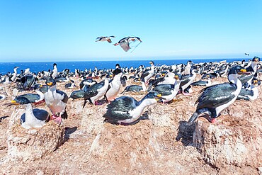 Imperial shags (Leucocarbo atriceps) colony, Sea Lion Island, Falkland Islands, South America