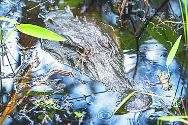 American alligator (Alligator mississipiensis), submerging, J.N. Ding Darling National Wildlife Refuge, Florida, United States of America, North America