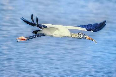 Wood Stork (Mycteria Americana) in flight, Sanibel Island, J.N. Ding Darling National Wildlife Refuge, Florida, United States of America, North America