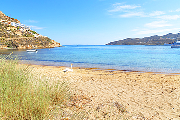 Mute swan resting on Livadi beach, Serifos Island, Cyclades, Greek Islands, Greece, Europe