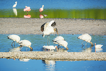 Wood Stork (Mycteria Americana) and Roseate Spoonbills (Platalea ajaja) fishing, Sanibel Island, J.N. Ding Darling National Wildlife Refuge, Florida, USA
