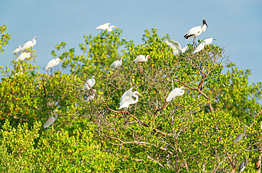 Group of Great white egrets (Ardea alba) and Wood Stork (Mycteria Americana) perching on tree; Sanibel Island; J.N. Ding Darling National Wildlife Refuge; Florida; USA
