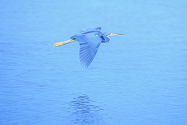 Tricolored herons (Egretta tricolor) in flight, Sanibel Island, J.N. Ding Darling National Wildlife Refuge Florida, USA