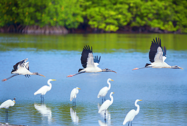 Wood Storks (Mycteria Americana) in flight, Sanibel Island, J.N. Ding Darling National Wildlife Refuge, Florida, USA